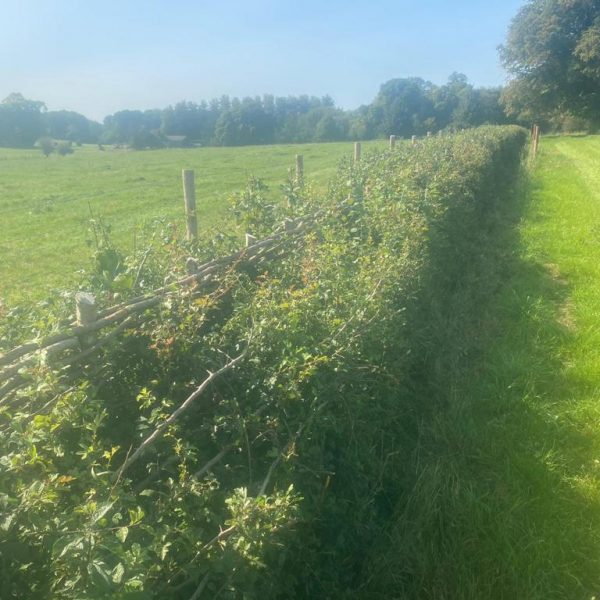 Hedge Laying Service