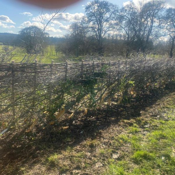 Hedge Laying Service